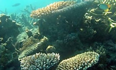 Mithapur coral reef restoration project