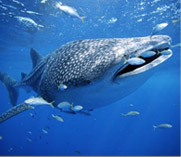 Save the whale shark project