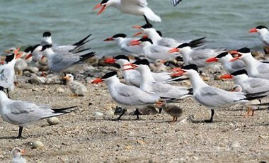 Waterfowl conservation at Charakla saltworks